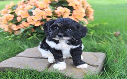 Cavapoo dogs for sale: Cavapoo 3 puppies - Image 8