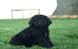 Standard Poodle dogs for sale: Connie - Image 2