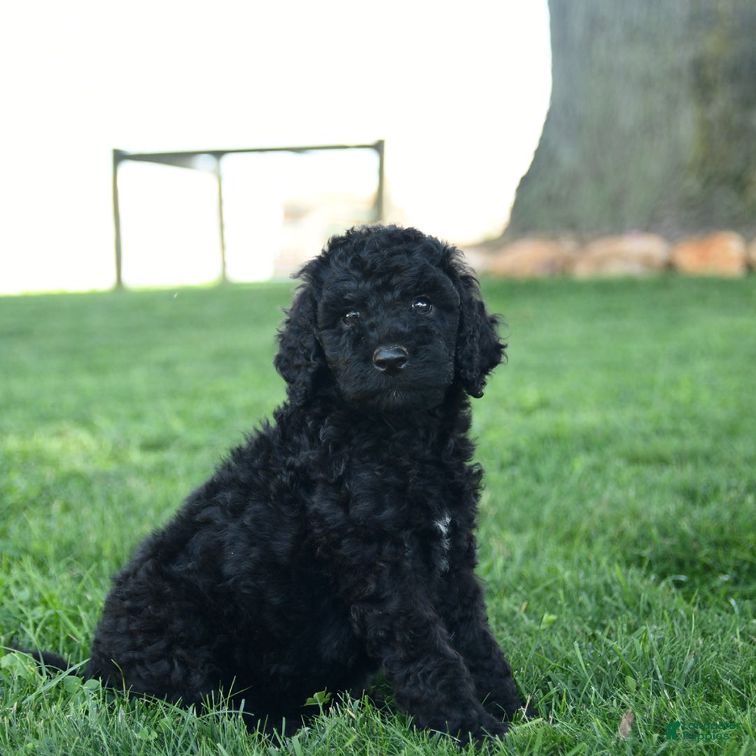 Standard Poodle dogs for sale: Connie - Image 2