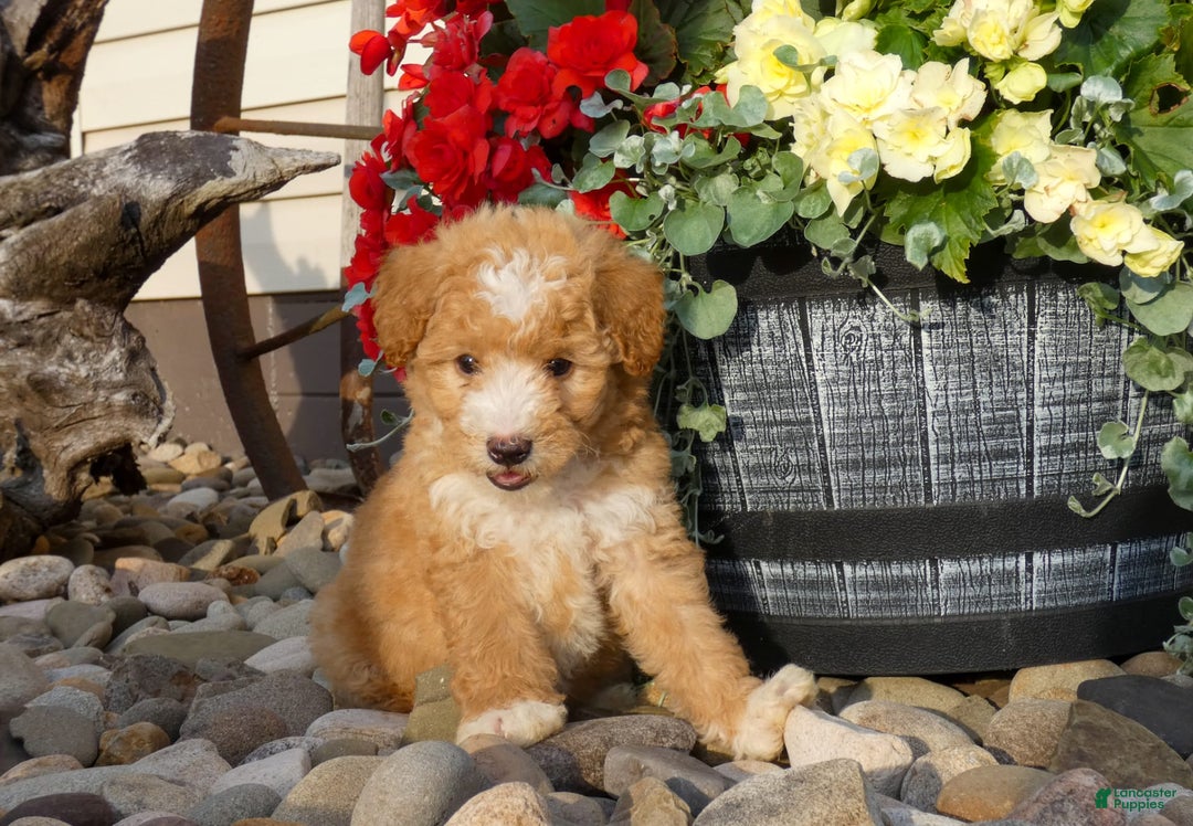 Bichpoo dogs for sale: Gina - Image 2