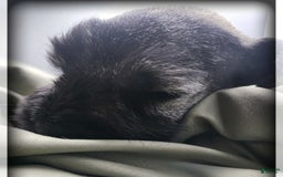 Miniature Schnauzer dogs for sale: Walter - Image 7