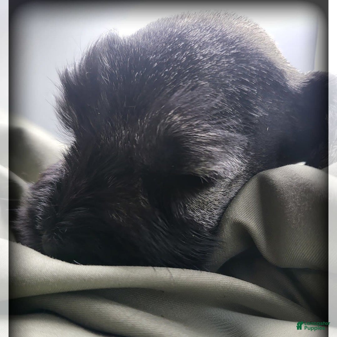 Miniature Schnauzer dogs for sale: Walter - Image 7