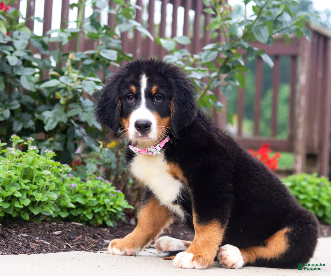Bernese Mountain Dog dogs for sale: Katy - Image 2