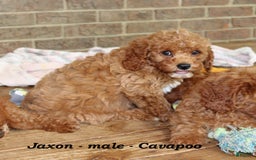 Cavapoo dogs for sale: Jaxon - Image 4