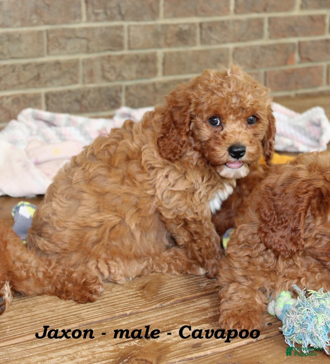 Cavapoo dogs for sale: Jaxon - Image 4