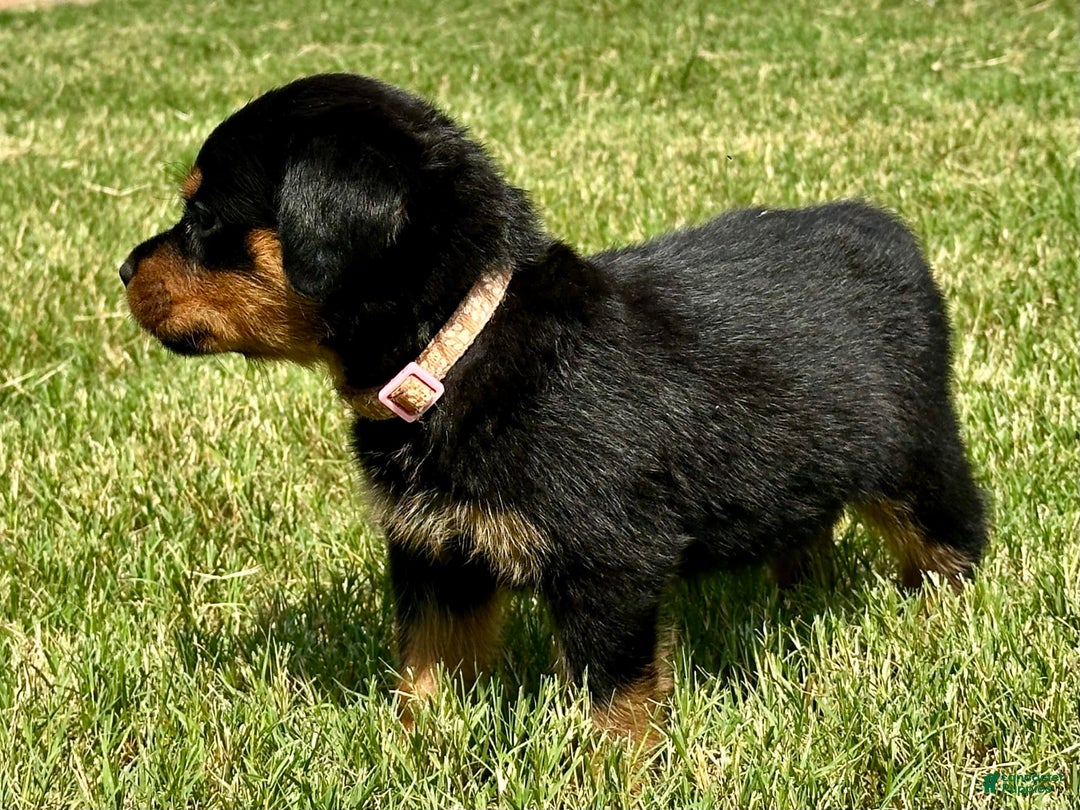 Rottweiler dogs for sale: Pink Collar - Image 9