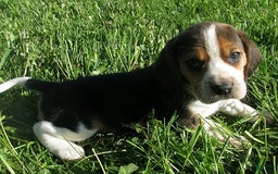 Beagle dogs for sale: Winona - Image 1