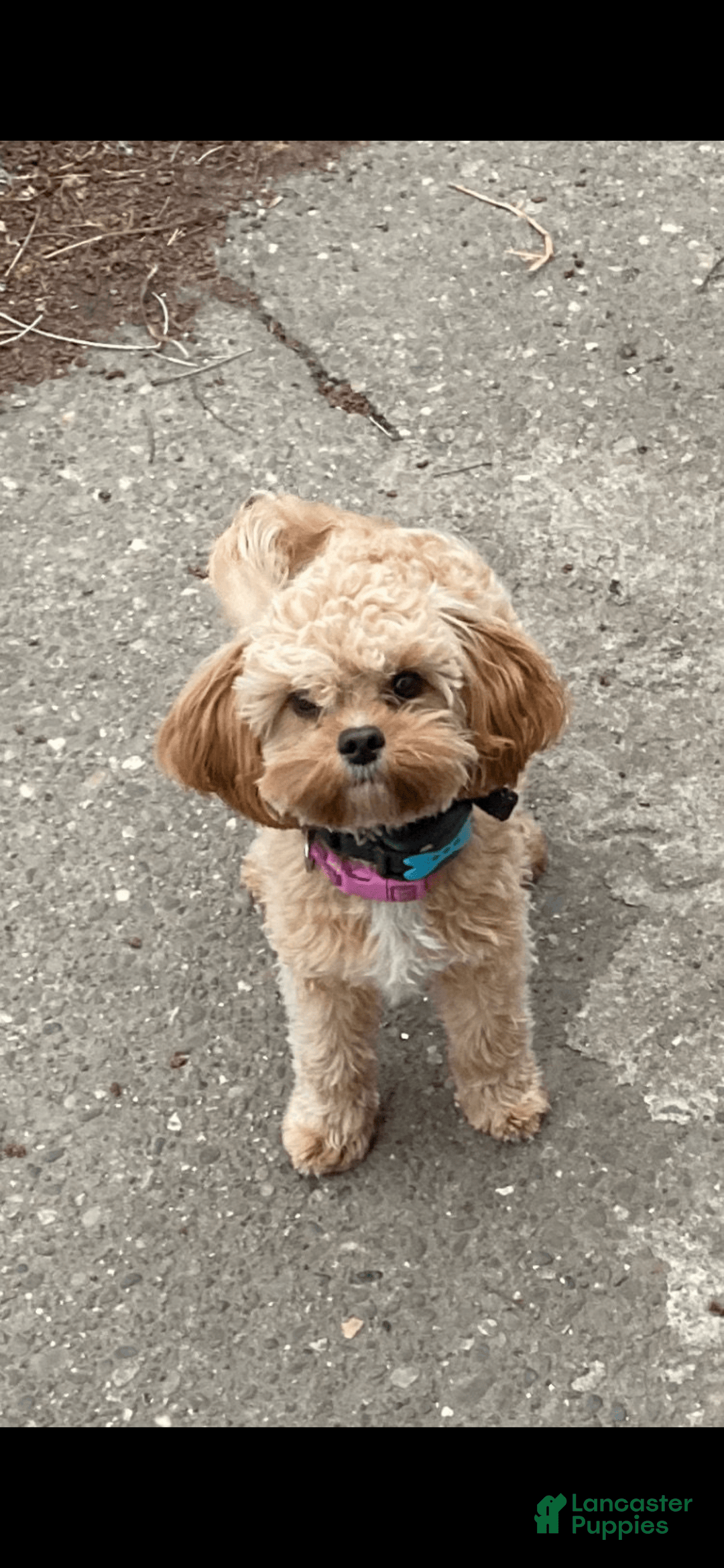 Cavapoo dogs for sale: Keno - Image 12
