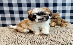 Teddy Bear dogs for sale: Adam - Image 4