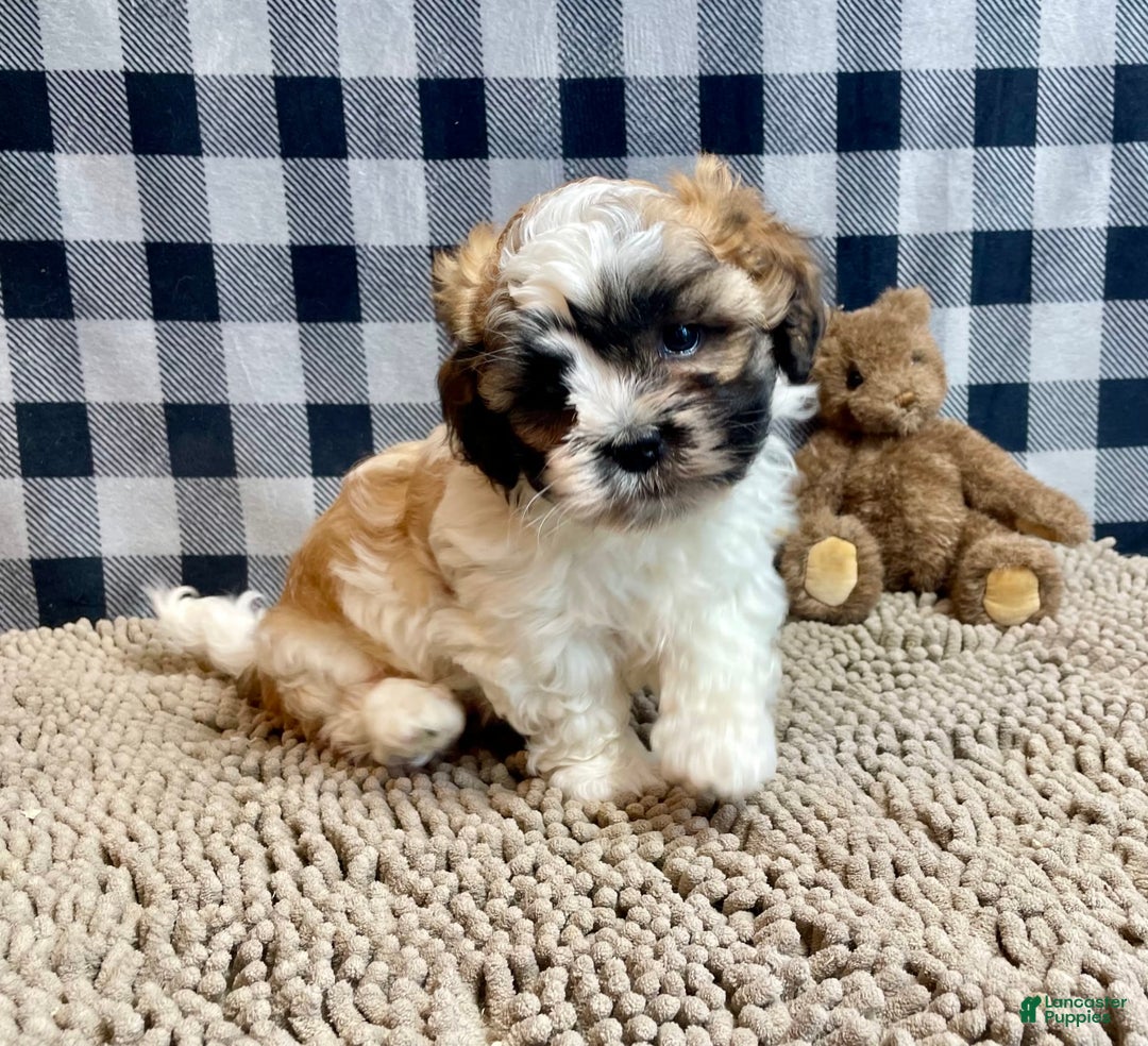 Teddy Bear dogs for sale: Adam - Image 4