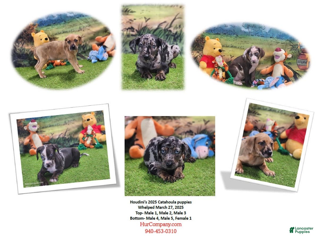 Catahoula Leopard Dog dogs for sale: Houdini 2025 Female 1 - Image 4