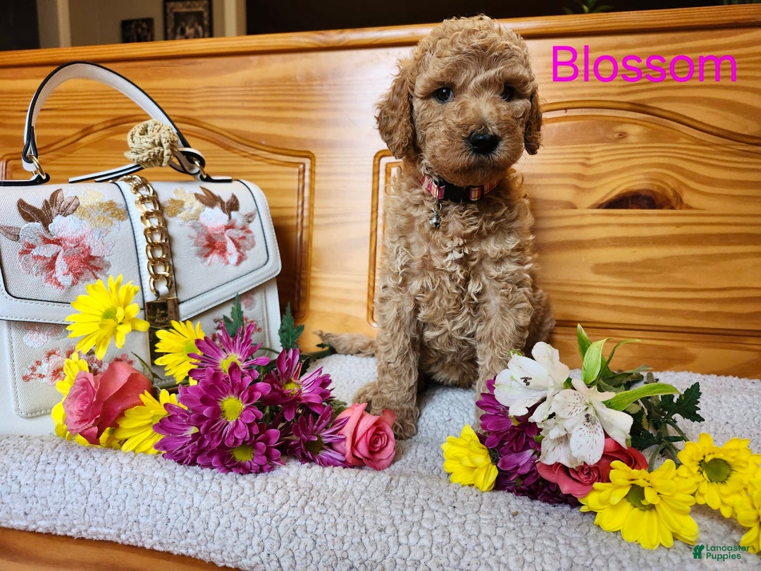 Standard Poodle dogs for sale: Blossom - Image 2