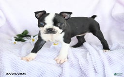 Boston Terrier dogs for sale: Olivia - Image 2