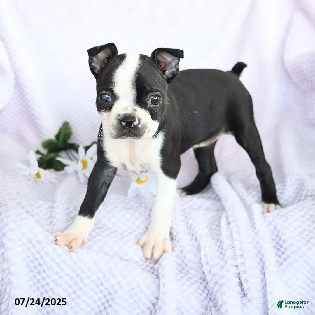 Boston Terrier dogs for sale: Olivia - Image 2