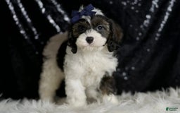Cavapoo dogs for sale: Sammy - Image 6