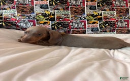 Dachshund dogs for sale: Chewy - Image 4