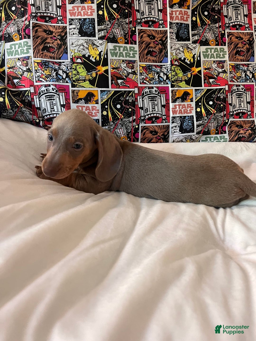 Dachshund dogs for sale: Chewy - Image 4