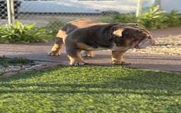 English Bulldog dogs for sale: Al capone - Image 3