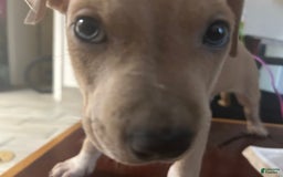 American Pit Bull Terrier dogs for sale: Pretty Boy - Image 1