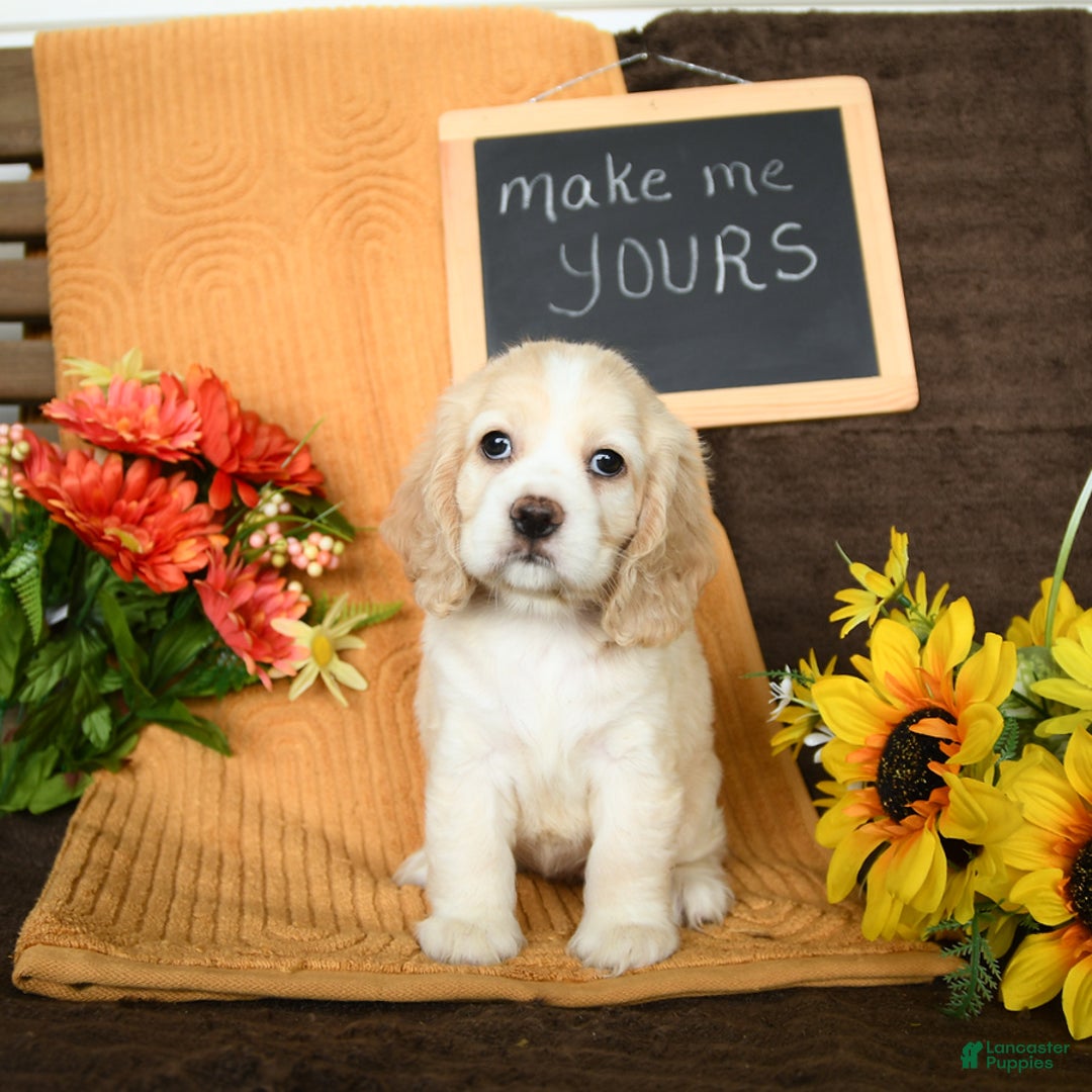 Cocker Spaniel dogs for sale: Pearl - Image 1