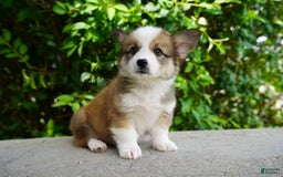 American Corgi dogs for sale: Slate - Image 3