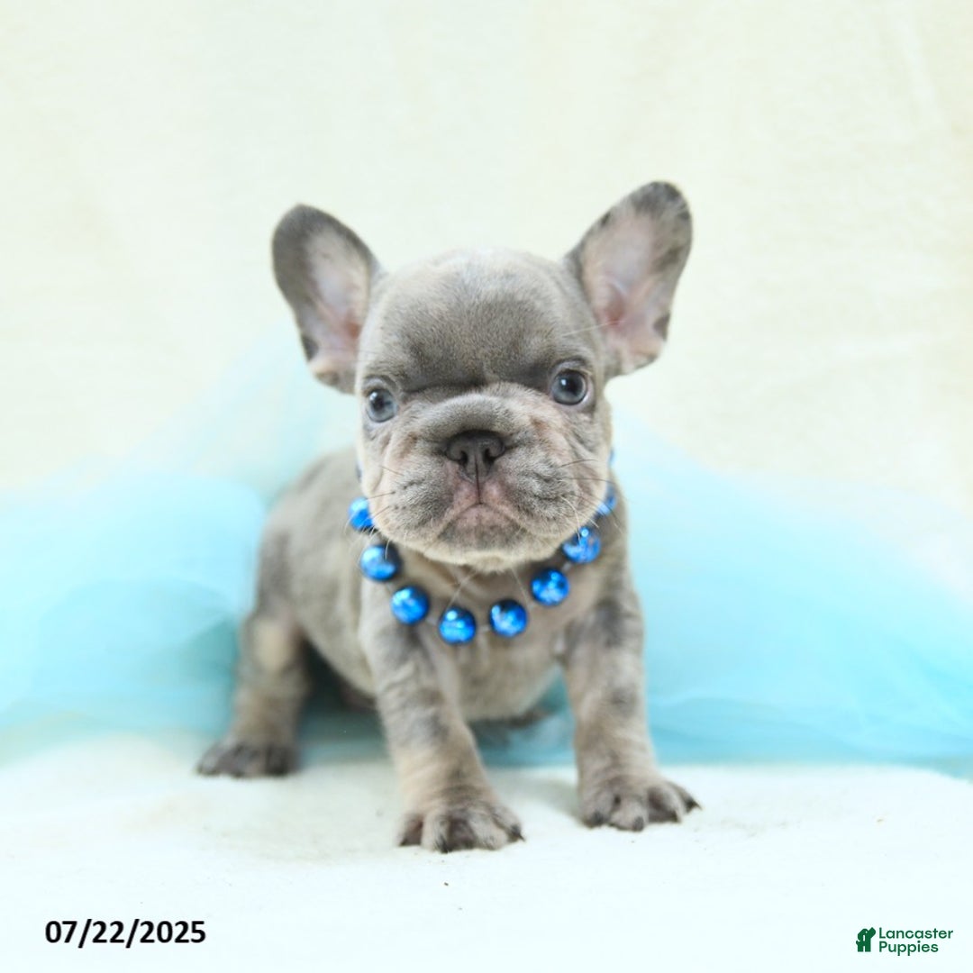 French Bulldog dogs for sale: Emilio Akc - Image 5