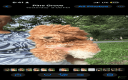 Cavapoo dogs for sale: Cooper - Image 3