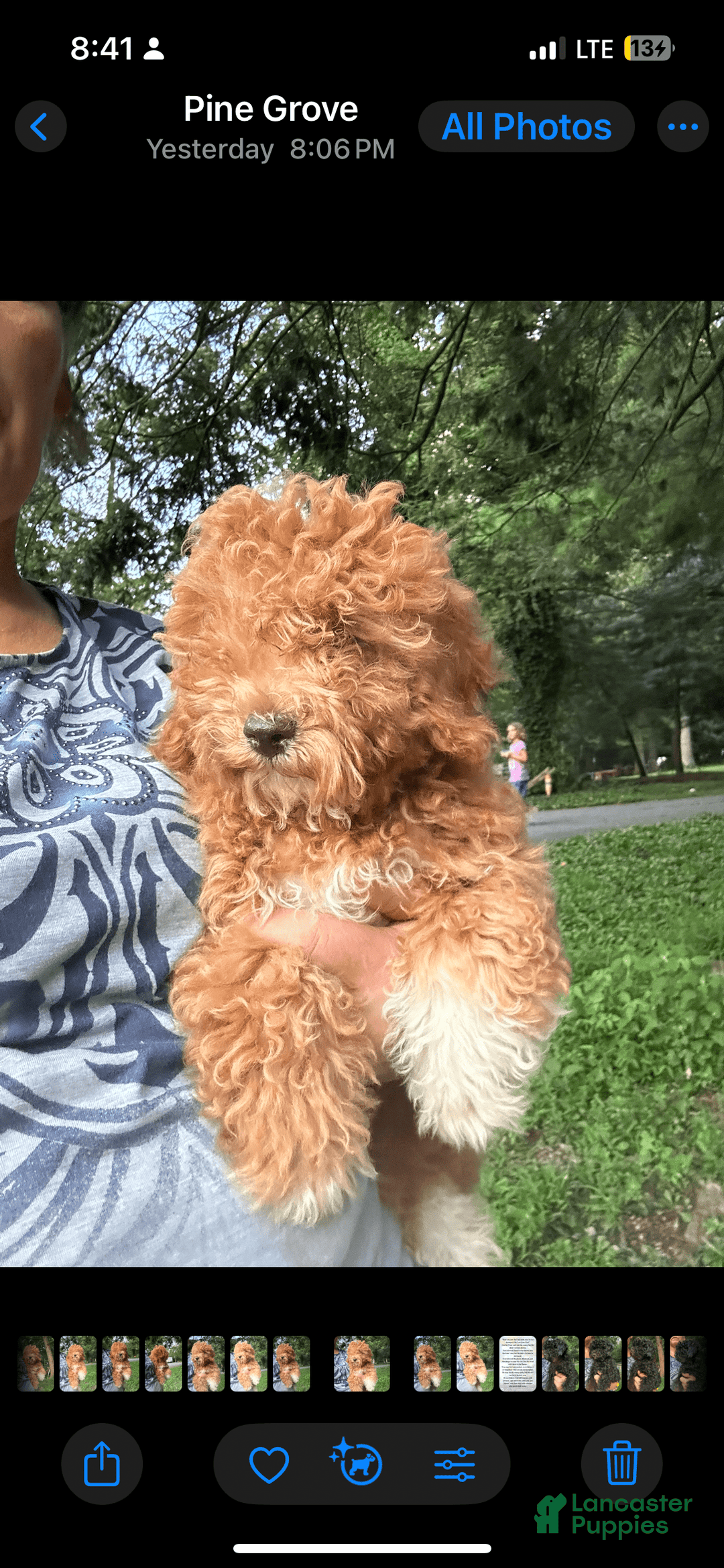 Cavapoo dogs for sale: Cooper - Image 3