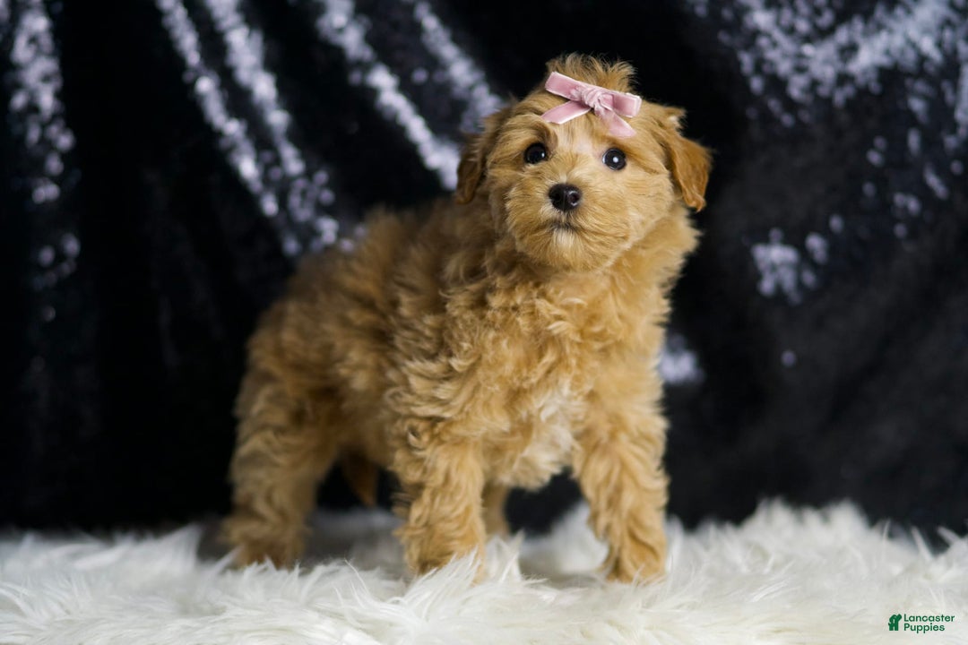 Maltipoo dogs for sale: Felicia - Image 2