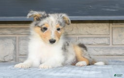 Collie dogs for sale: Pewter - Image 4