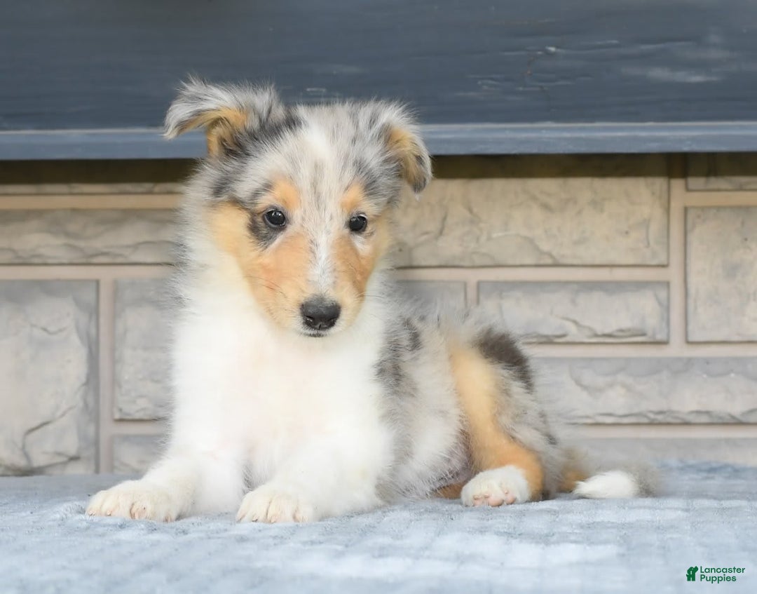 Collie dogs for sale: Pewter - Image 4