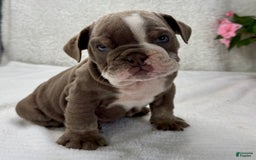 English Bulldog dogs for sale: Ezikel - Image 3