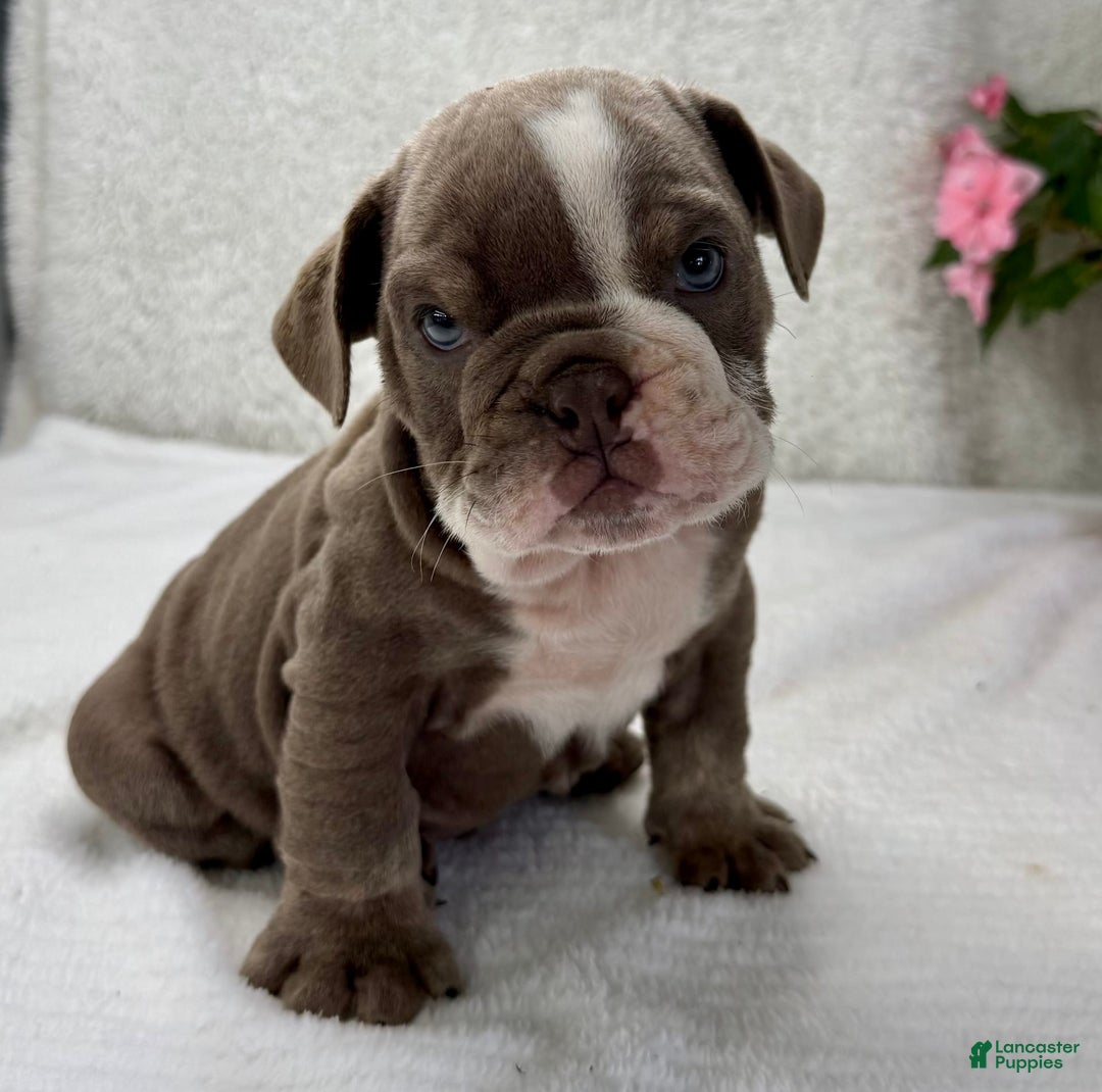 English Bulldog dogs for sale: Ezikel - Image 3