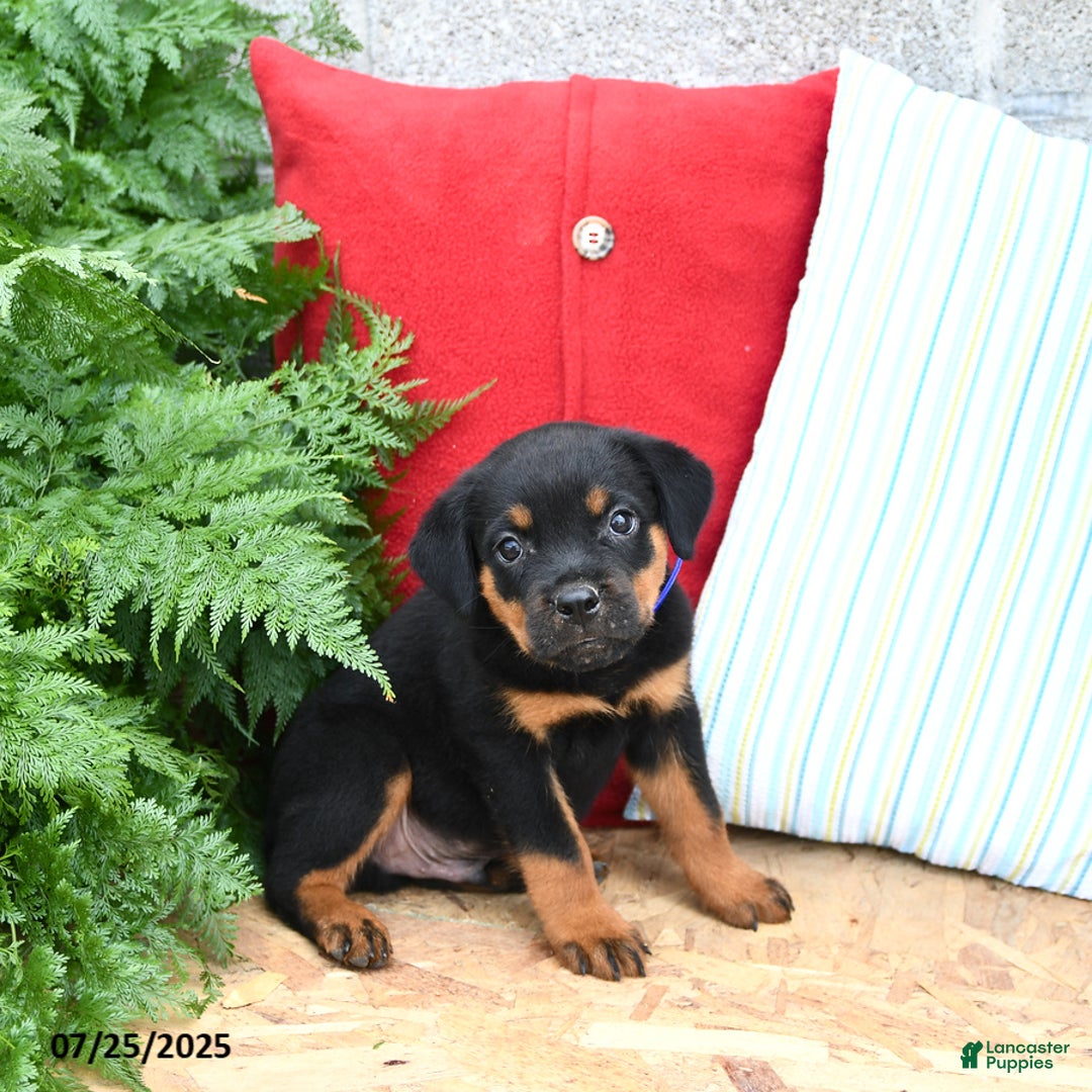 Rottweiler dogs for sale: Rascal - Image 4
