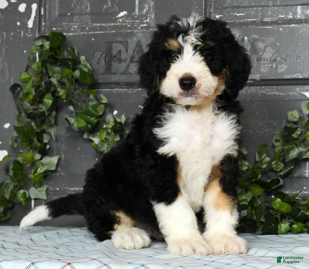 Bernedoodle dogs for sale: Danny - Image 6