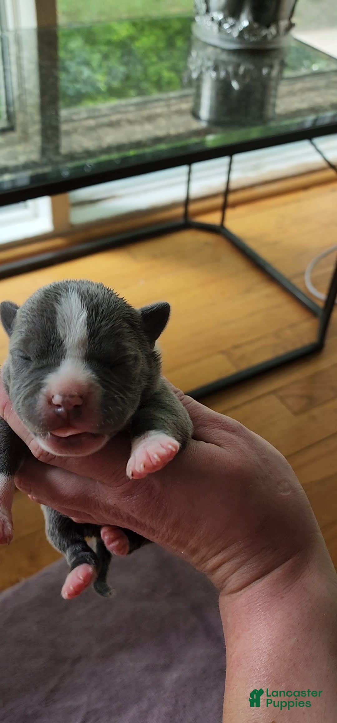 American Bully dogs for sale: Mary-kate - Image 13