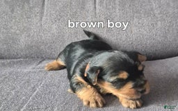 Yorkshire Terrier dogs for sale: Jeff - Image 2