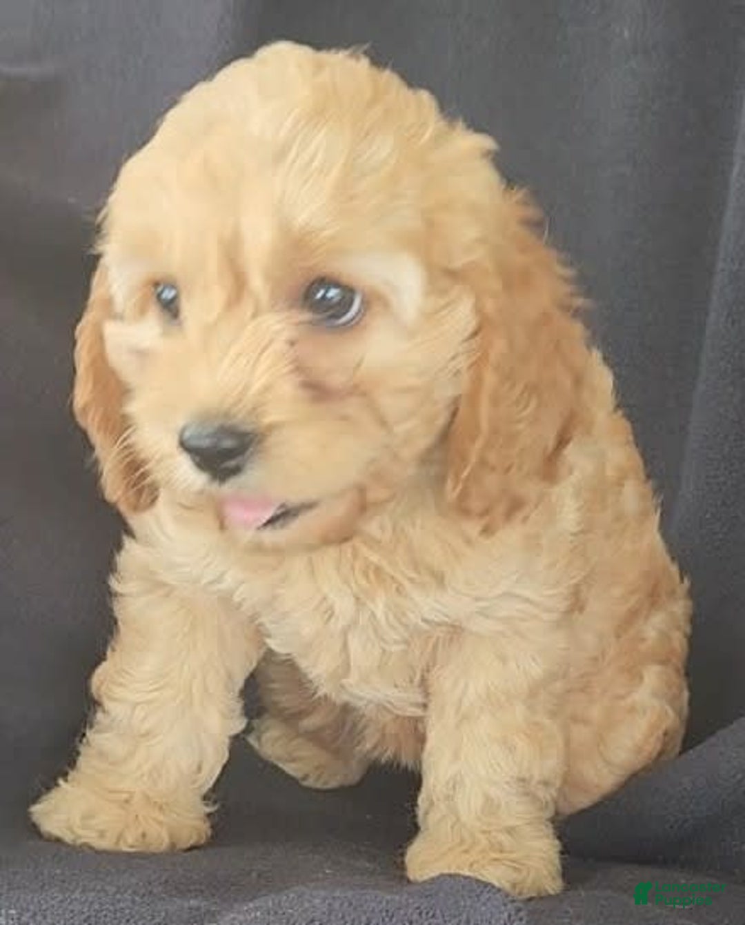 Cockapoo dogs for sale: Brooke - Image 5