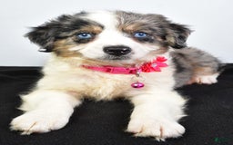 Mini Aussiedoodle dogs for sale: April - Image 9