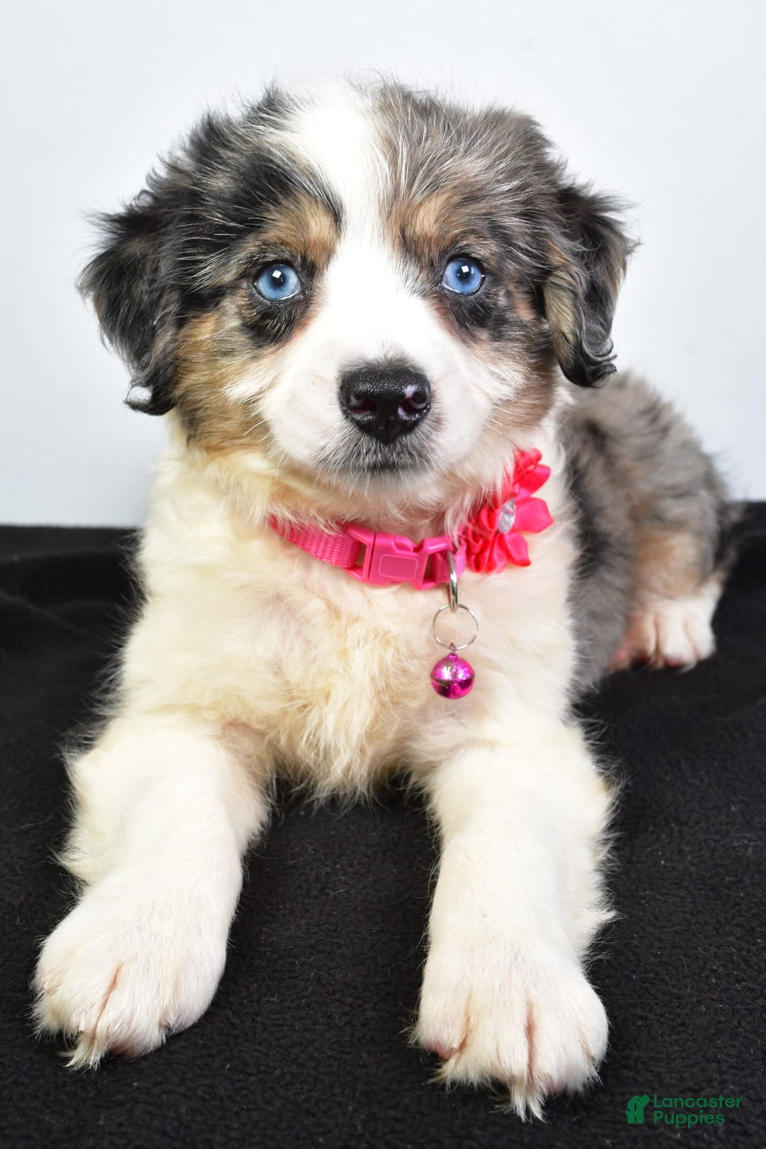 Mini Aussiedoodle dogs for sale: April - Image 9