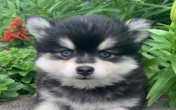 Alaskan Klee Kai dogs for sale: Kai  Toy Boy - Image 12