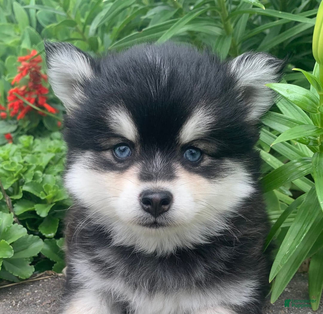 Alaskan Klee Kai dogs for sale: Kai  Toy Boy - Image 12