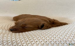 Cavapoo dogs for sale: Moose - Image 13