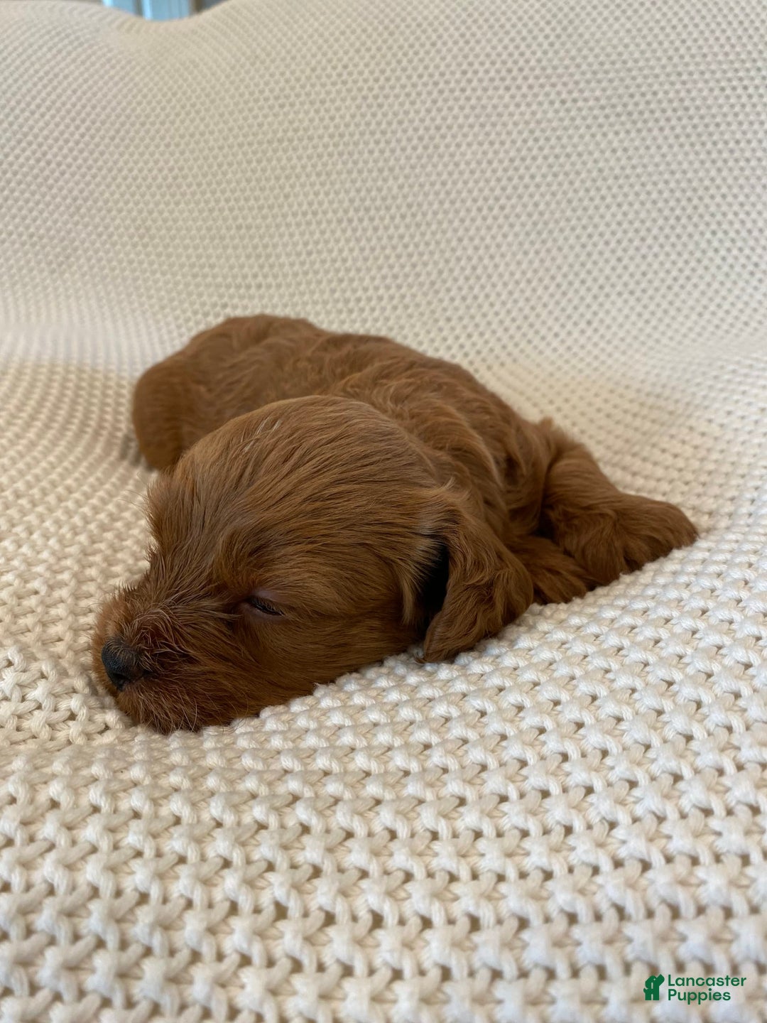 Cavapoo dogs for sale: Moose - Image 13