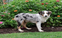 Miniature Australian Shepherd dogs for sale: Washington - Image 17