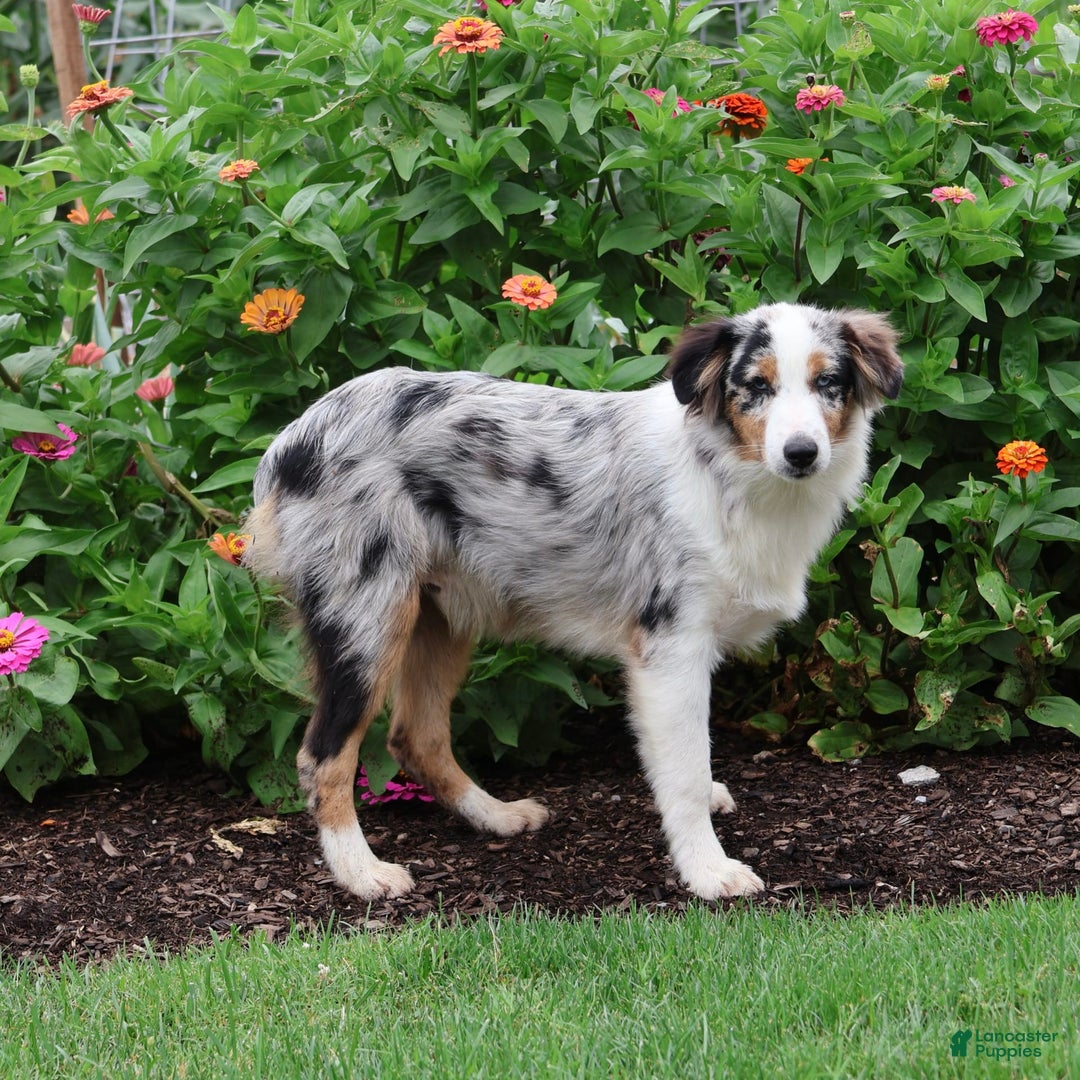 Miniature Australian Shepherd dogs for sale: Washington - Image 17