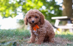 Miniature Poodle dogs for sale: Charlie - Image 4