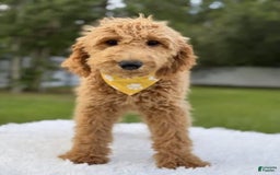Mini Goldendoodle dogs for sale: Apollo - Image 14