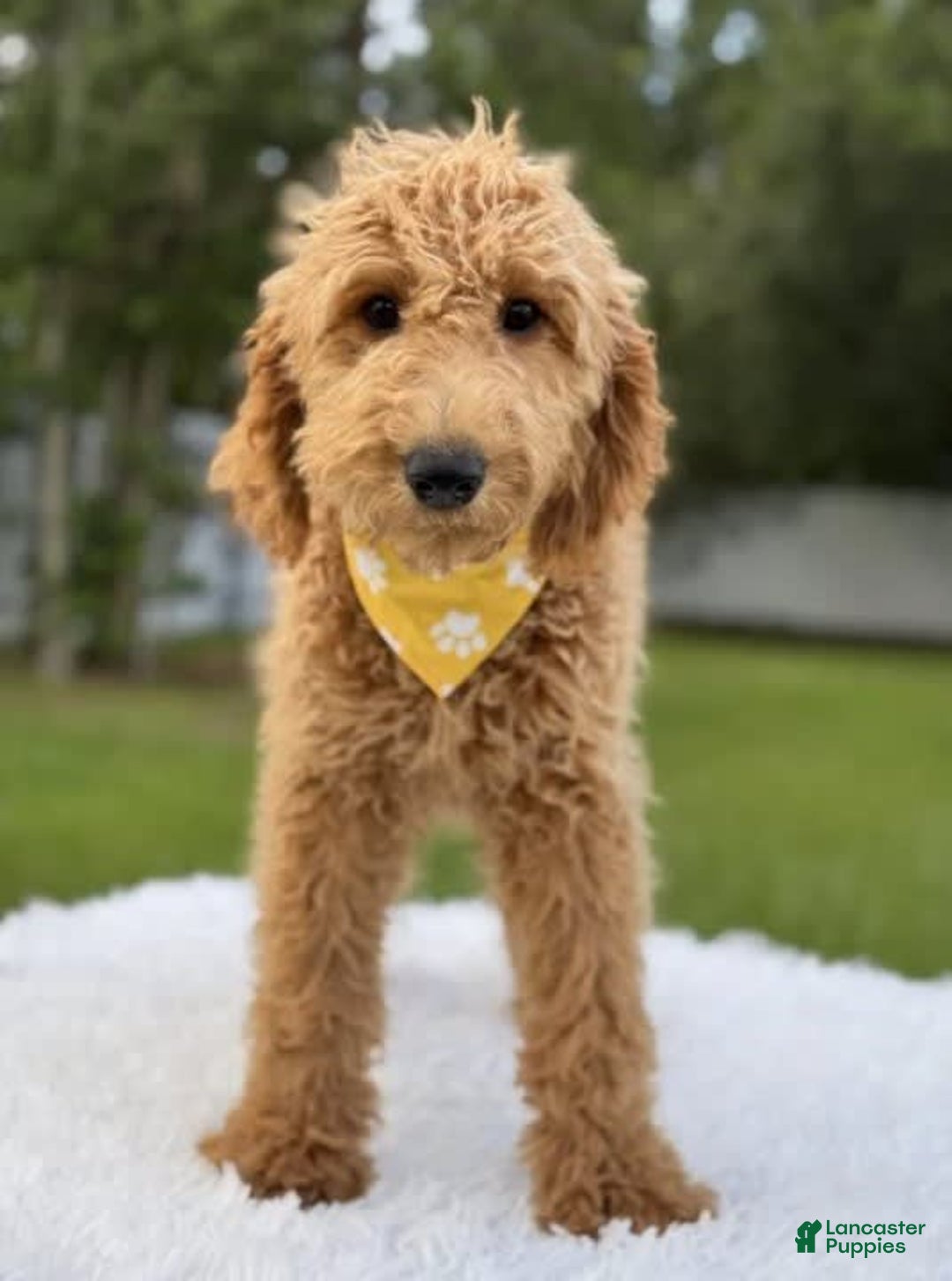 Mini Goldendoodle dogs for sale: Apollo - Image 14