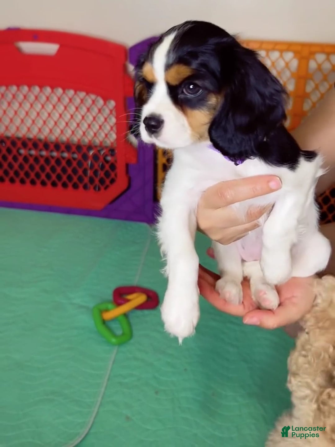 Cavalier King Charles Spaniel dogs for sale: Nova 💫 - Image 4